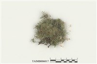 藏品(孔雀苔屬)的圖片